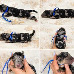 Beau - Blue merle male Aussiedoodle puppy in Weatherford, Texas from Grand Ole Aussies
