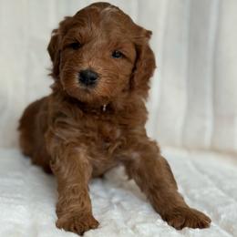Backberry (18 lbs full grown) - Red  male Goldendoodle puppy in Phelan, California from High Desert Doodles - the original