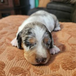 Dachshund puppies from Lucky Dachshunds