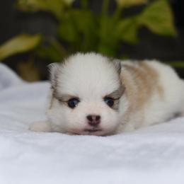 Bitsy - White female Pomsky puppy in Coos Bay, Oregon from Ocean View Pomskies