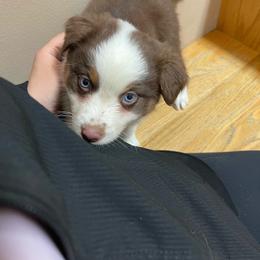 Eevee - Red tri-color female Australian Shepherd puppy in Kenosha, Wisconsin from Out of this World Aussies