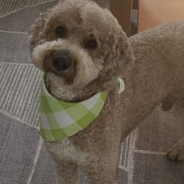 Cooper - Goldendoodle