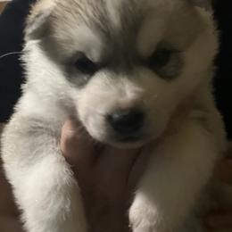 Siberian Husky Puppies from Sovereign Siberians
