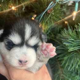 Miracle - Black and white female Pomsky puppy in Rathdrum, Idaho from Smart Pomskies and Frenchies