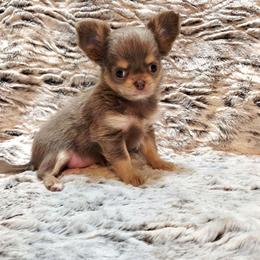 Lilac and tan - Silver female Chihuahua puppy in Richmond, Virginia from Breens