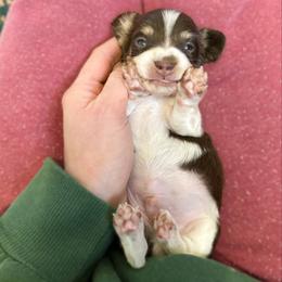 Sundae - Piebald male Dachshund puppy in Wamego, Kansas from Doodles of Oz
