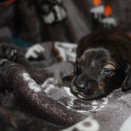 Damon - Brindle male Dachshund puppy in La Junta, Colorado from Royal King’s Mini Dachshunds