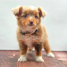 Gemma - Red merle female Toy Australian Shepherd puppy in Carmichael, California from Aloe Aussies