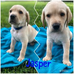 Jasper - Yellow male Labrador Retriever puppy in Hartly, Delaware from Triple Threat Labradors