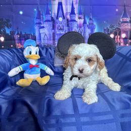 Donald (orange collar) - Blenheim male Cavapoo puppy in Modesto, California from Molly n Friends