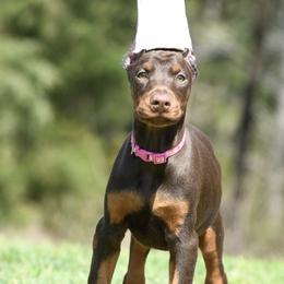 April - Red and rust female Doberman Pinscher puppy in Overton, Texas from Obsidian Kennel
