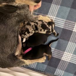 Dachshund Puppies from Mavericks Mini Dachshunds