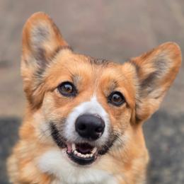 Sweetie - Pembroke Welsh Corgi