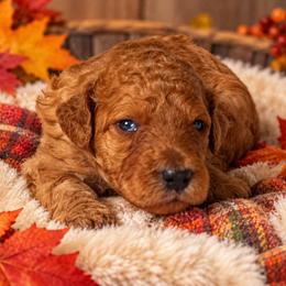 Boy 4 - Red  male Poodle puppy in Mc Henry, Illinois from Sunset Maple Poodles