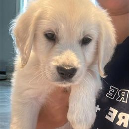 Grey collar - Light golden female Golden Retriever puppy in Roca, Nebraska from Chastity Pierce