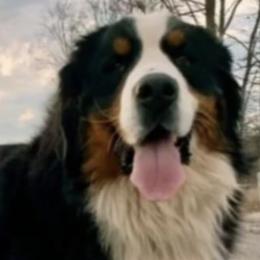 Bernese Mountain Dogs from Bernese/Labs & More