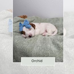 Orchid - Parti female Goldendoodle puppy in Las Vegas, Nevada from Bridges Goldendoodles