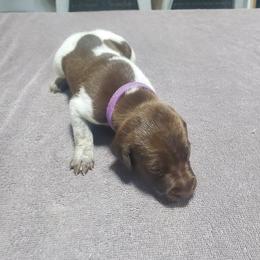 SLEET - Liver roan female German Shorthaired Pointer puppy in Osceola, Missouri from Bird Dog Ranch