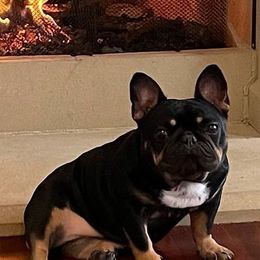 French Bulldogs from Valhalla Frenchies