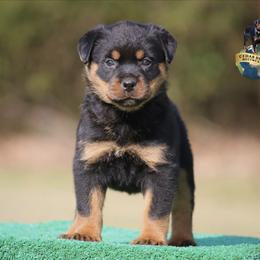 Rhea - Black and mahogany female Rottweiler puppy in Uniontown, Alabama from CedarBluff Rottweilers