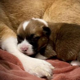 Pembroke Welsh Corgi Puppies from Pembroke Welsh Corgis at Belle Haven