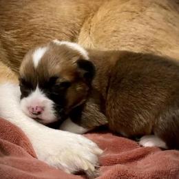 Pembroke Welsh Corgi Puppies from Pembroke Welsh Corgis at Belle Haven