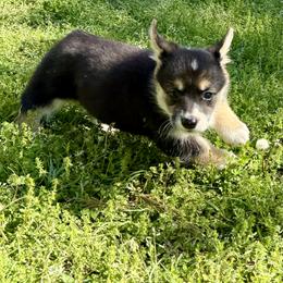 Diamond - Tri Girl - Black and tan female Pembroke Welsh Corgi puppy in Griffin, Georgia from Rollnoaks & Cottontail AKC Pembroke Welsh Corgis