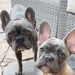 French Bulldogs from Gorgeous French Bulldogs
