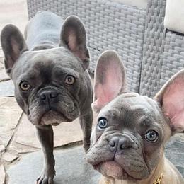 French Bulldogs from Gorgeous French Bulldogs