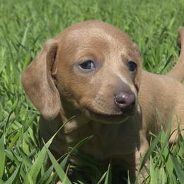 Dachshunds from Wunder Wieners LLC