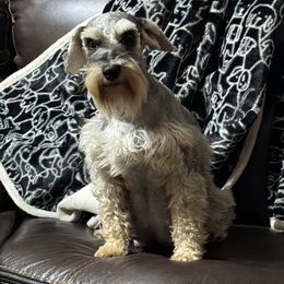 Penny - Miniature Schnauzer