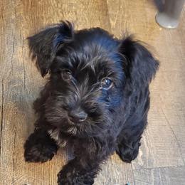Miniature Schnauzers, Poodles, and Schnoodles from Cedar Glades Canines