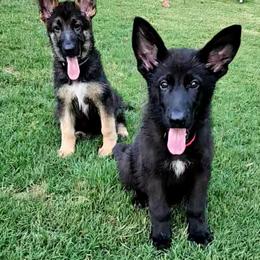 Boy 2 Red - Black male German Shepherd puppy in Rome, Georgia from Patriot Shepherds