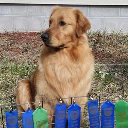 Morgan - Golden Retriever