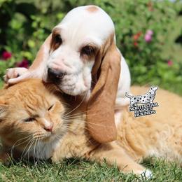 Pirate - Red and white male Basset Hound puppy in Pollock, Missouri from Northstar