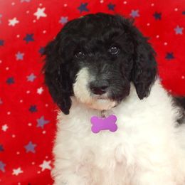 Purple Collar Girl (Violet) - Parti Poodle puppy in Sugar Hill, Georgia from Secret Cove Standard Parti Poodles