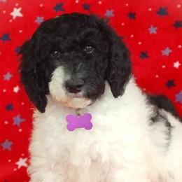 Purple Collar Girl (Violet) - Parti Poodle puppy in Sugar Hill, Georgia from Secret Cove Standard Parti Poodles