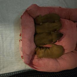 Paprika - Stag red female Miniature Pinscher puppy in Bourbon, Missouri from Eriphos Farm Kennel