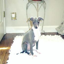 Onya - Italian Greyhound