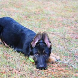 German Shepherd Puppies from Vom Haus Elbrus Kennel