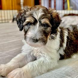 Charlie - Tri-color male Bernedoodle puppy in Louisville, Kentucky from Darlin’s Doodles