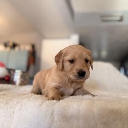 Rotini - Golden female Golden Retriever puppy in Sierra Vista, Arizona from Golden Borealis