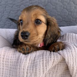 Hazel - Dachshund puppy from Little Legs Legacy
