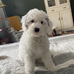 Buckeye - Parti male Goldendoodle puppy in Eaton, Ohio from Dezi’s Sonshine Doodles