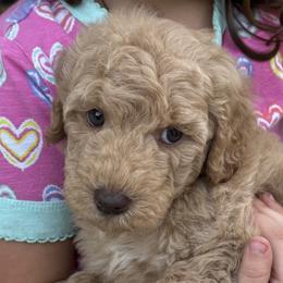 Thunder - Apricot male Goldendoodle puppy in Arcadia, Florida from KnuDawn Goldendoodles and Cavapoos