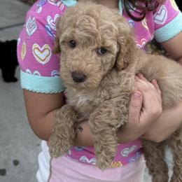 Thunder - Apricot male Goldendoodle puppy in Arcadia, Florida from KnuDawn Goldendoodles and Cavapoos