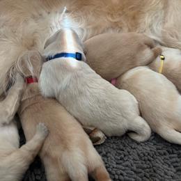Blue boy - Light golden male Golden Retriever puppy in Wildomar, California from Canyon Ridge Goldens