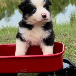 Aussiedoodle, Australian Shepherd, and Miniature Australian Shepherd Puppies from Ten Mile Aussies