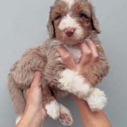 Samson - Red merle male Aussiedoodle puppy in Orland, California from Shockley’s Elite Doodles