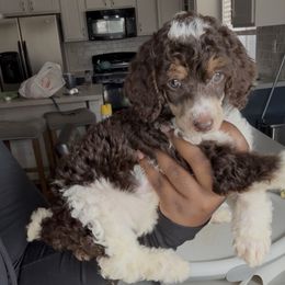 Brownie - Phantom female Poodle puppy in Corona, California from Garden Of Poodles